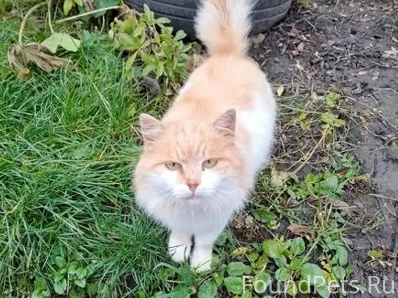 Здравствуйте, найден кот, в ча...