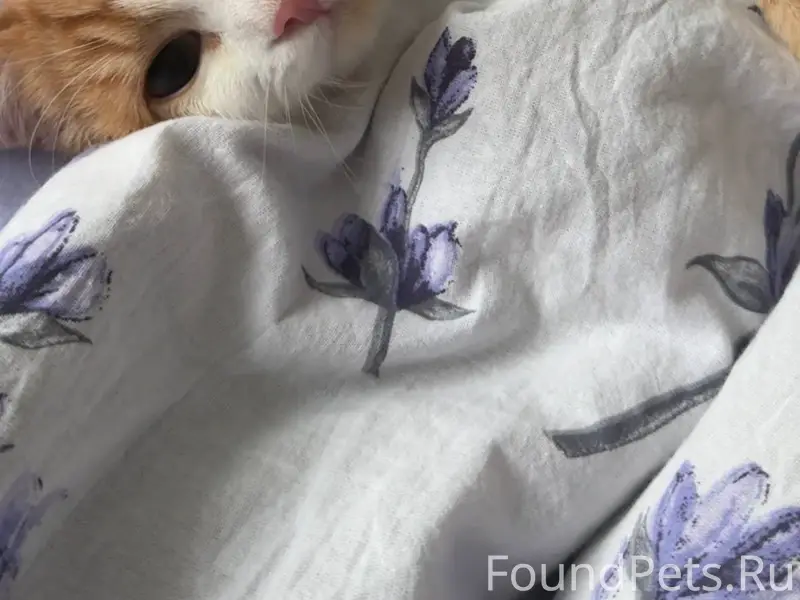 Прошу помощи в поиске кошки 🙏🙏...