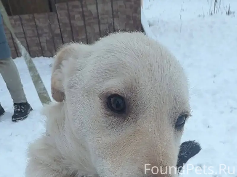 🆘🆘🆘🆘🆘🆘 С передержки убежал щен...