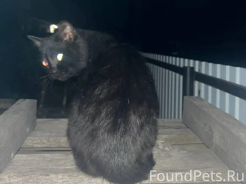Пропал кот. 17 декабря ушел из...
