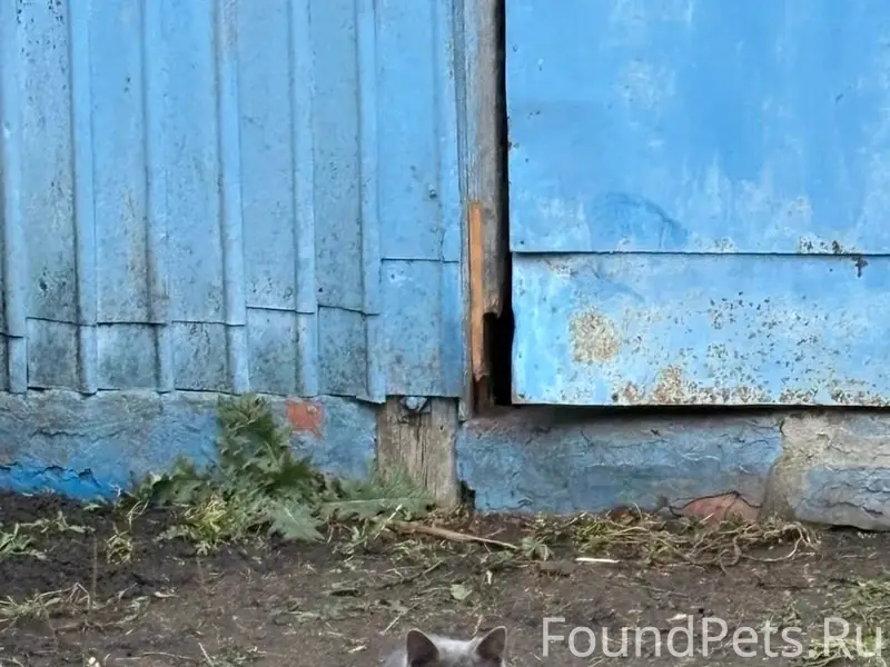 ❗❗❗с. ШАТАЛОВКА Пропала кошка ...