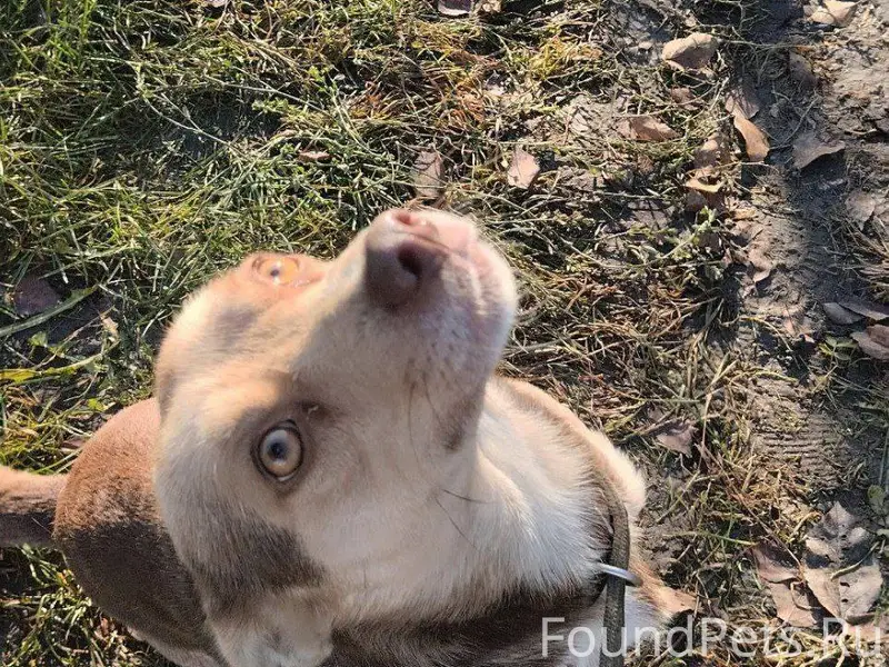 В Гусеве пропал пёс, небольшой...