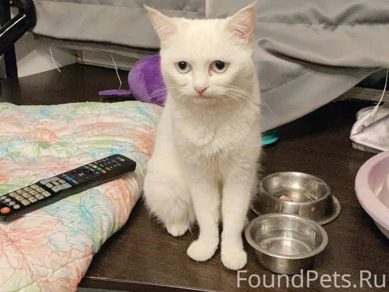 Найдена кошка г. Серпухов ул. ...