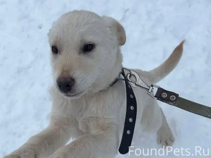 🆘🆘🆘🆘🆘🆘 С передержки убежал щен...