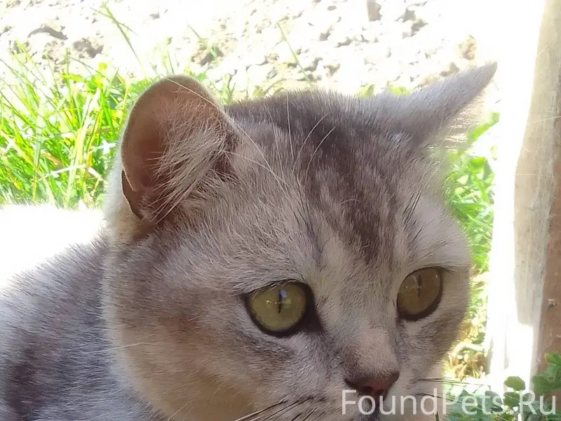 Кот потеряшка. Молодой Живёт в...