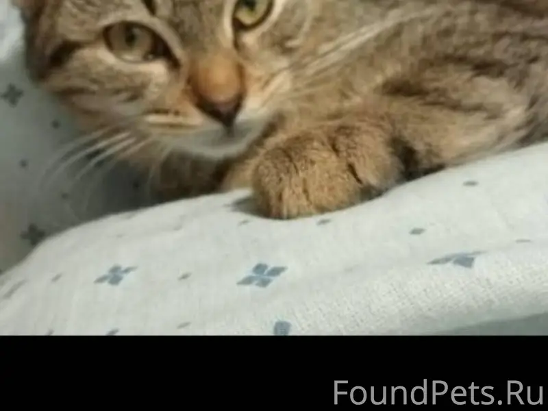 Кот Максик.Пропал сегодня. Про...