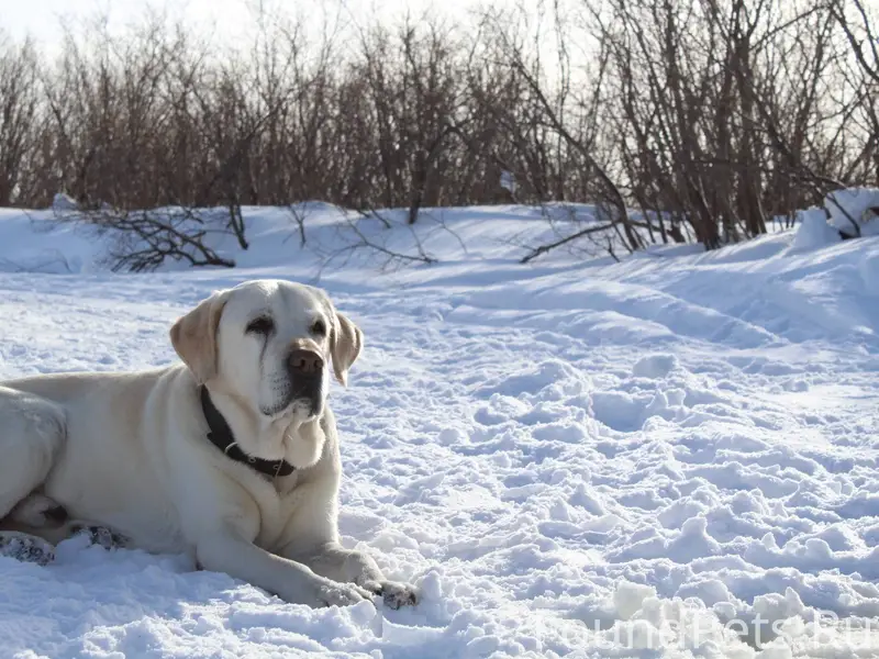 Потерялась собака, кличка Март...