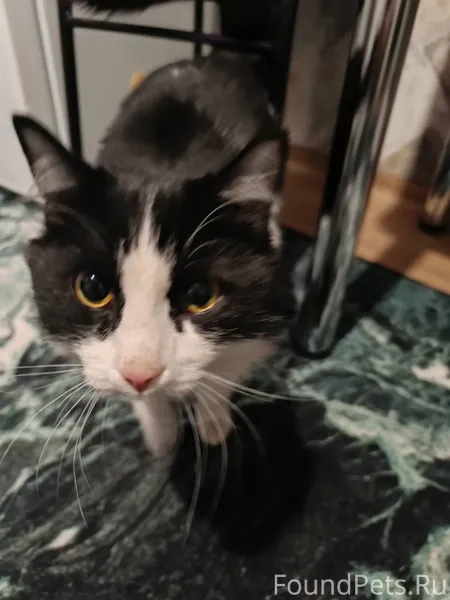 Ищу старых хозяев или новых ви...