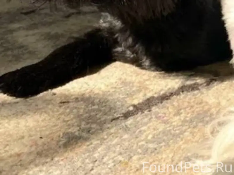 Потерялась собака,Йоркширский ...