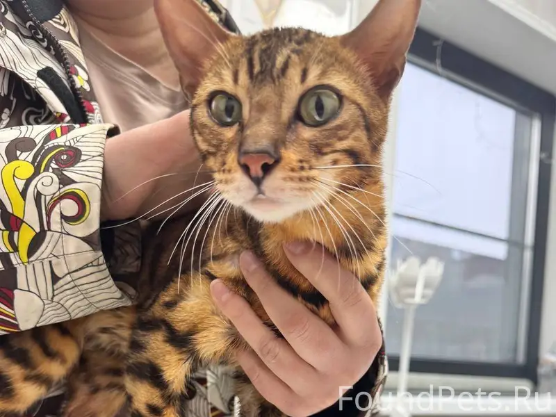 МО, ИСТРИНСКИЙ РАЙОН Найдена б...