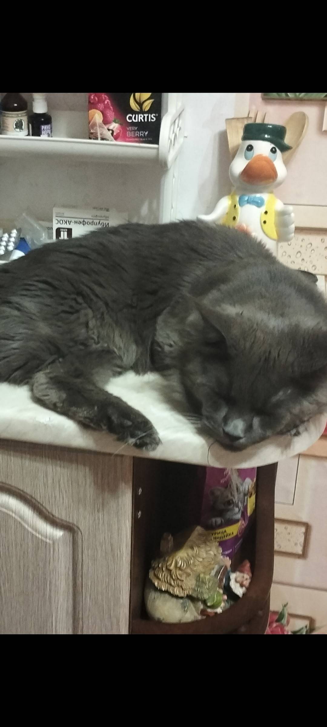 ПРОПАЛ КОТ , МейнКУН... ПРОСЬБ...