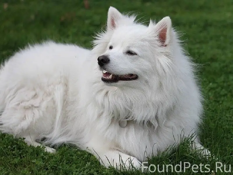 Пропала сегодня домашняя собак...