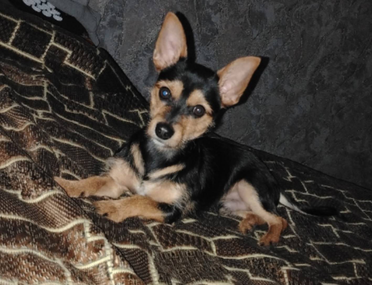 19 декабря в районе д. Ядрино....