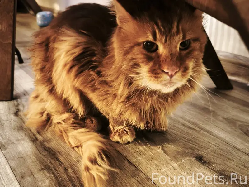 Добрый день. Найден кот, пород...