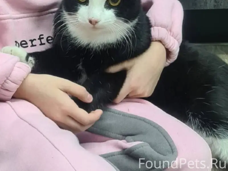 Пропал кот, зовут Васёк! Пропа...