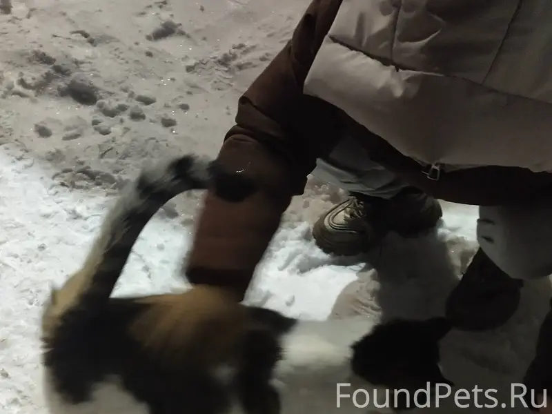 Здравствуйте.хозяин откликните...