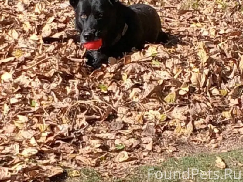 Около станции Весенняя потерял...