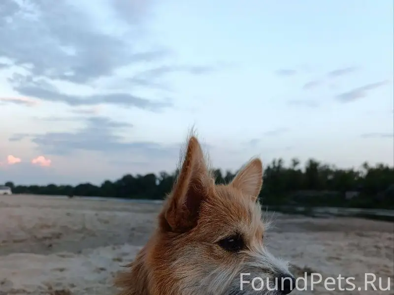 Потерялась собака!!! Если виде...