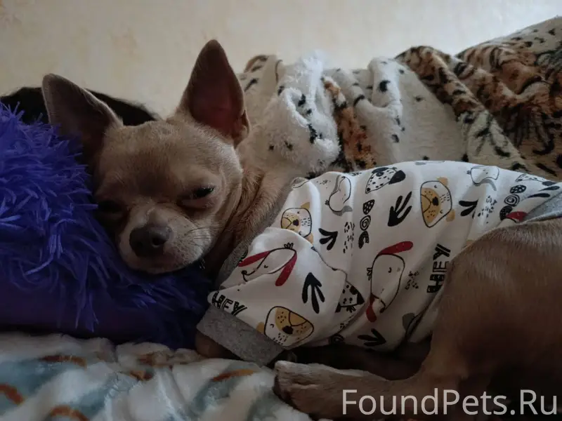 Добрый день. Пропала собака, п...