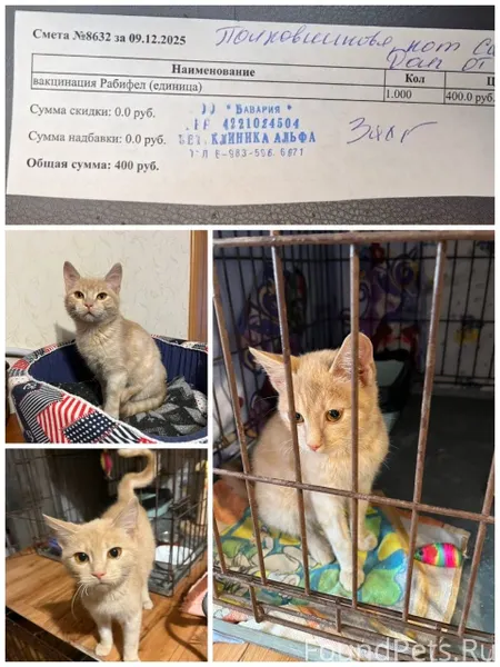 Сумма к сбору 400 руб. Помогит...