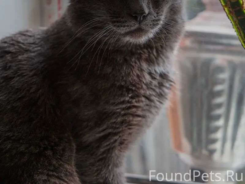 Пропал кот, район автовокзал. ...