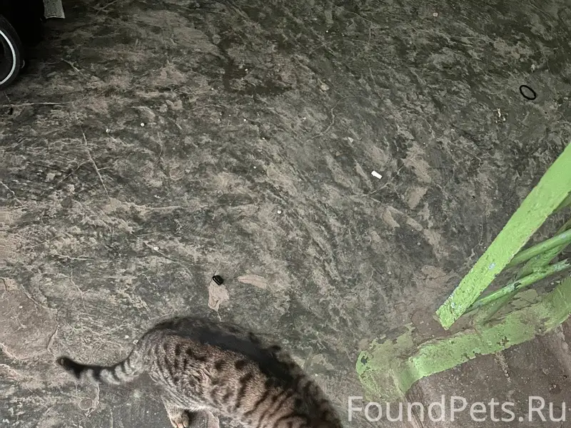 Чья потеряшка? видно что домаш...