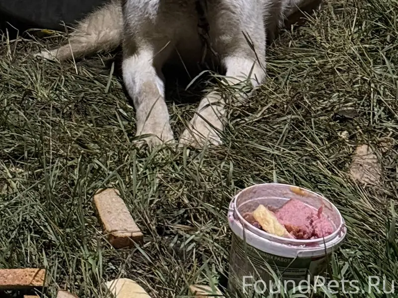 По дороге в Прелестное в доль....