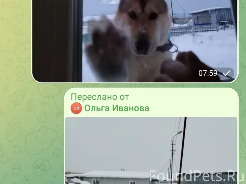 Потерялся пёс по кличке рем, о...