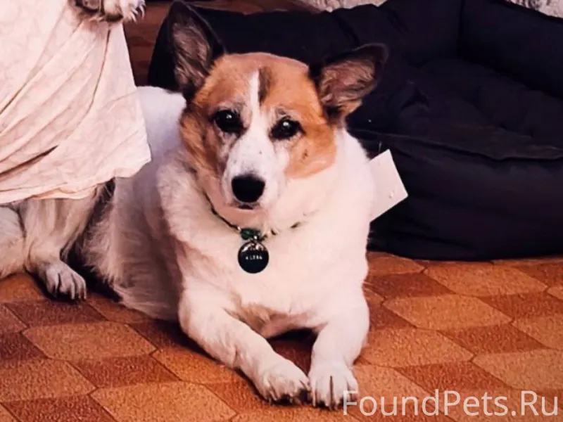 Чебоксары Потерялась собака! А...