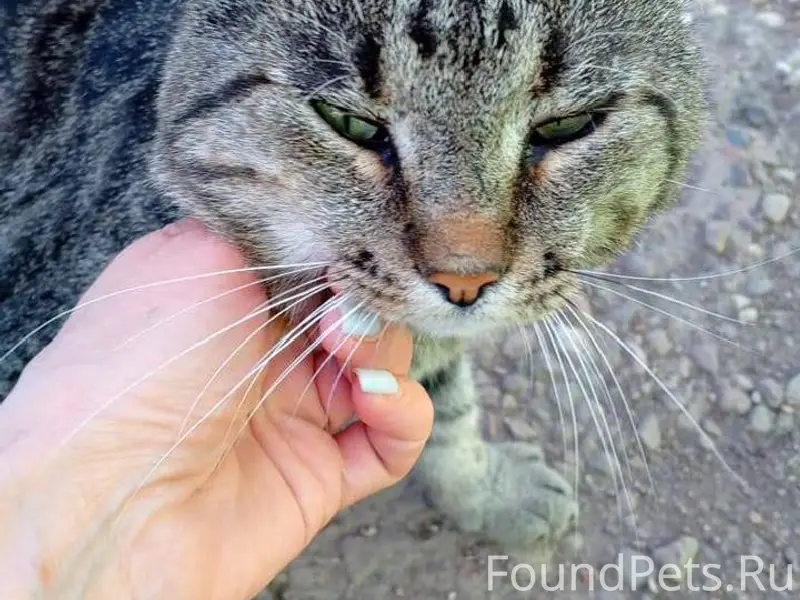 Потерялся кот в районе 7 ноябр...