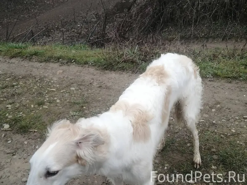 Найдена собака в п. Мирном, мо...