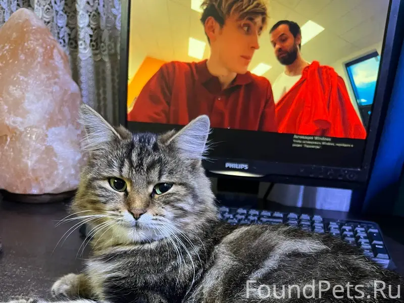 Пропала кошка! В городе Егорье...