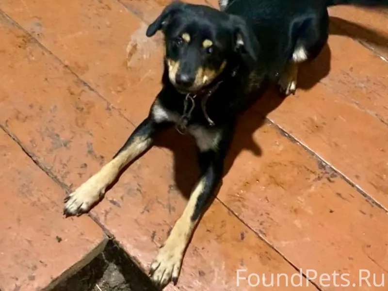 🆘ПРОПАЛА СОБАКА 🆘 по кличке Фл...