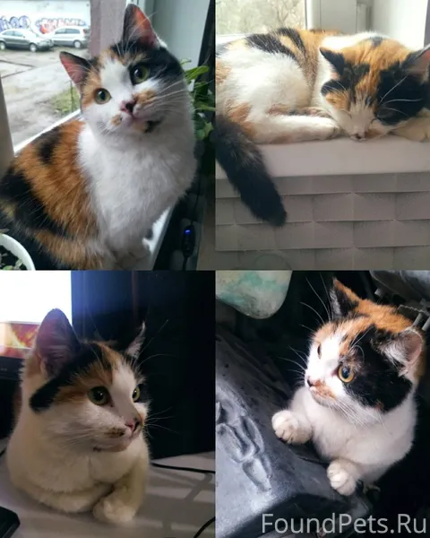 Найдена кошка ласковая, игрива...