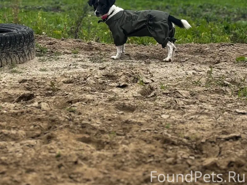 ‼️СРОЧНО!‼️ Потерялась моя соб...