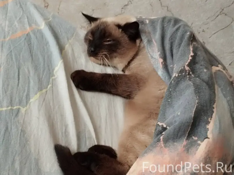 Пропал кот 19.12 вечером выско...