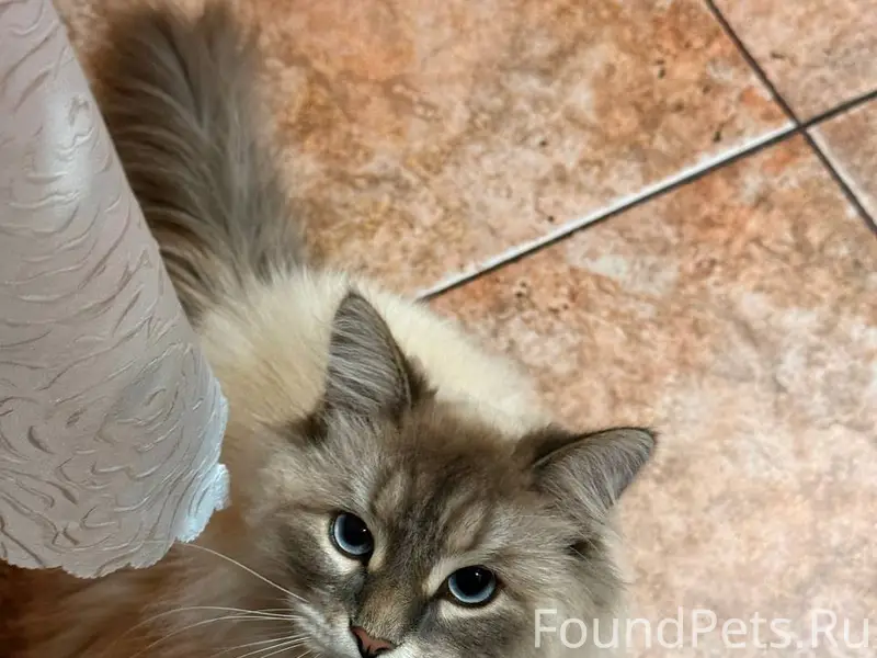 Здравствуйте, пропал кот по им...