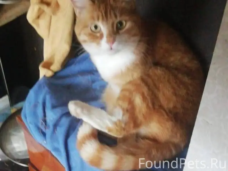 20.12 пропала кошка с ул...