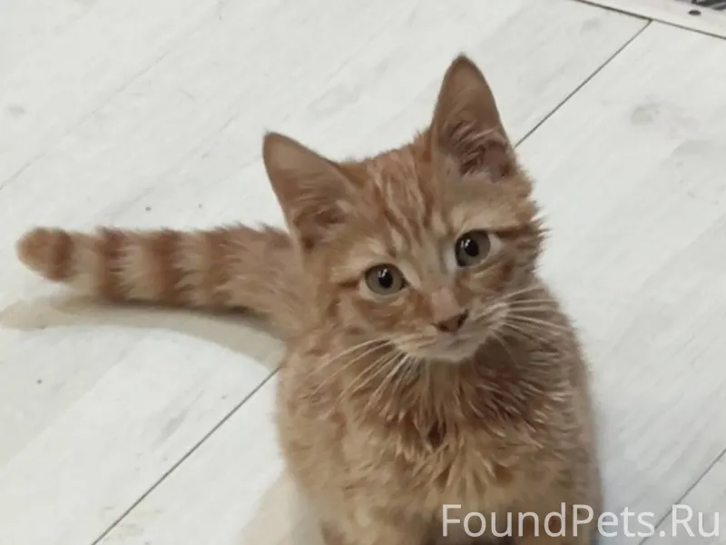 🧡 Объявление! Рыжий котенок ищ...