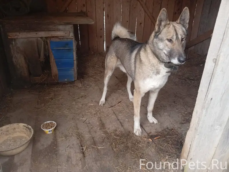 Найден кобель, в Сафоново, мол...
