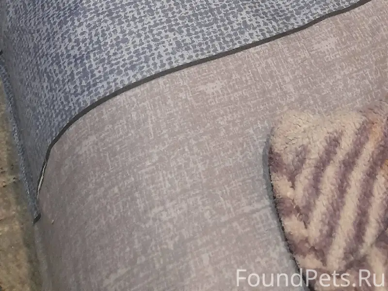 Найден кот в районе ул.Пролета...