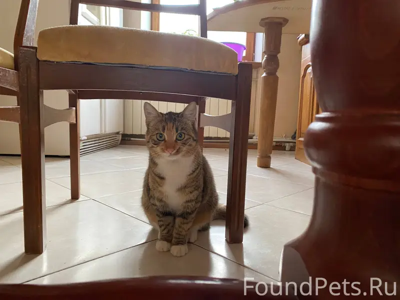 Здравствуйте. Пропала кошка в ...