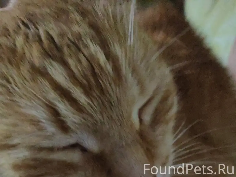 Пропал рыжий кот...уже в возра...