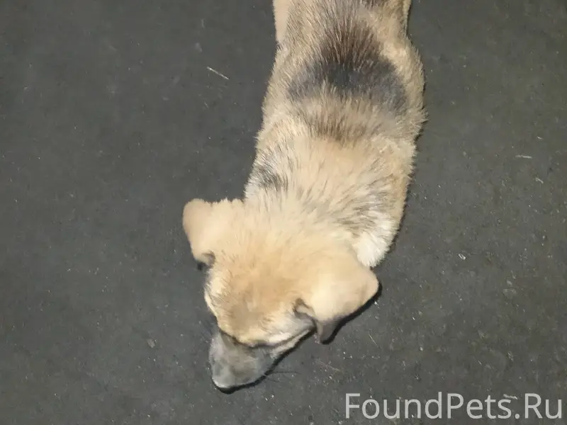 Потерялся щенок, ищем, район п...