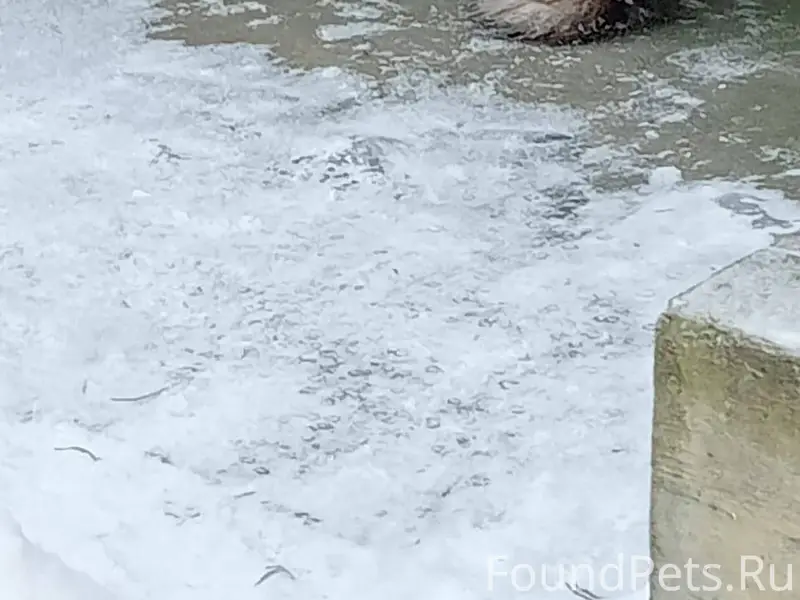 Найдена кошка 2 нед. назад, пр...