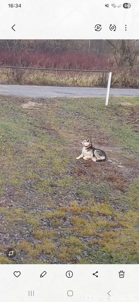 Здравствуйте. Деревня Поповичи...