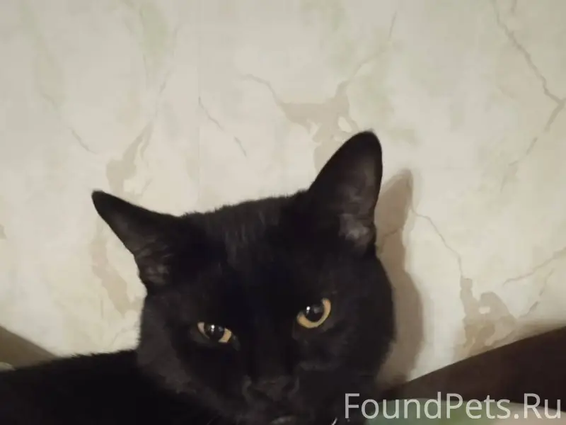 Пропал кот видели в последний ...