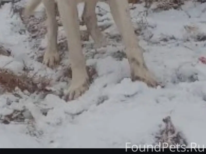 Пропала собака в пятницу 19.12...