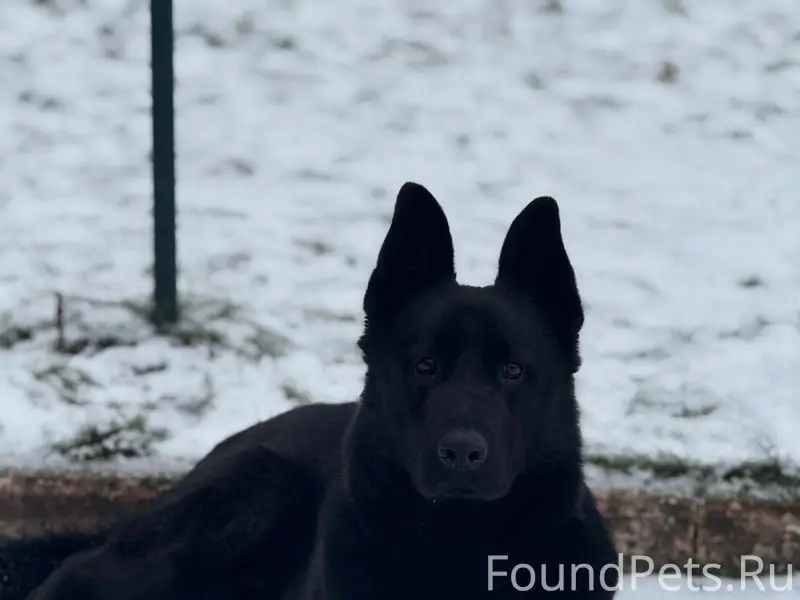 Потерялась собака!!!!!Сучка,ВЕ...