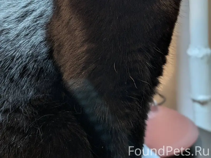 Пропала кошка! Выбежала 21.12 ...